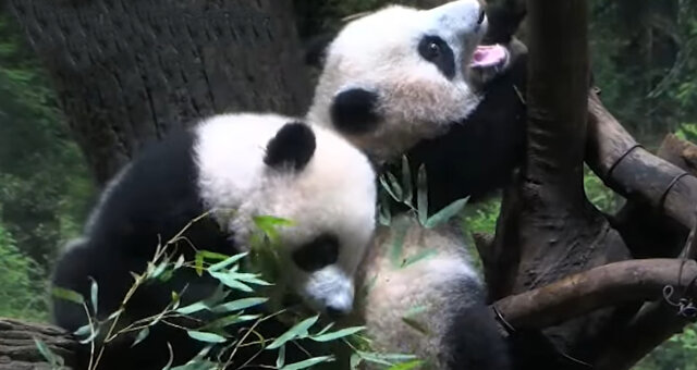 Panda-Zwillinge. Quelle: Screenshot Youtube
