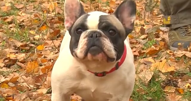 Bulldogge. Quelle: Screenshot Youtube