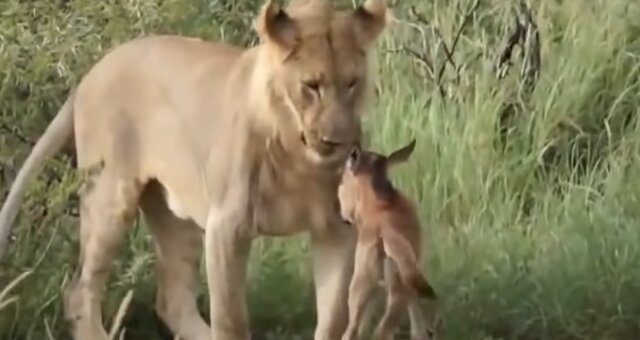 Löwin beschützt ein Antilopenbaby. Quelle: Screenshot Youtube