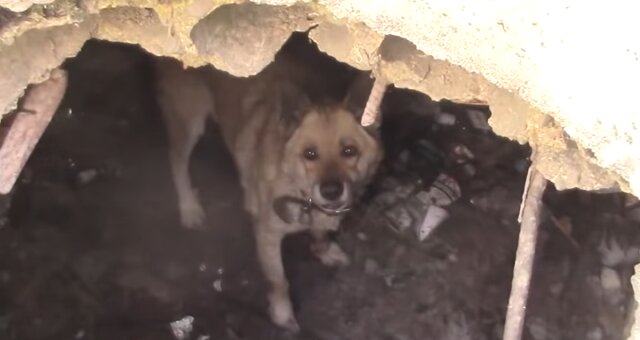 Vermisster Hund wurde in einem Brunnen gefunden. Quelle: Screenshot Youtube
