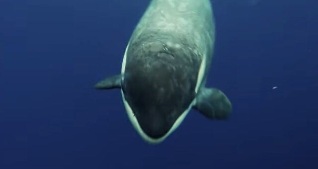 Orca. Quelle: Screenshot Youtube