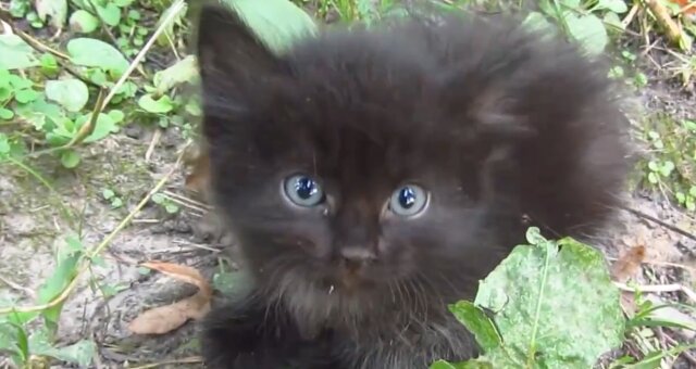 Schwarzes Kätzchen. Quelle: Screenshot Youtube