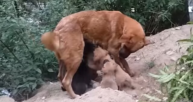 Hundemama und ihre Babys. Quelle: Screenshot Youtube