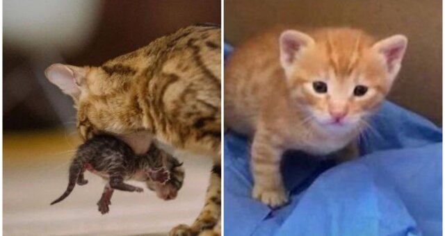 Katzenmama brachte ihr Kätzchen zum Tierarzt. Quelle: Screenshot Youtube