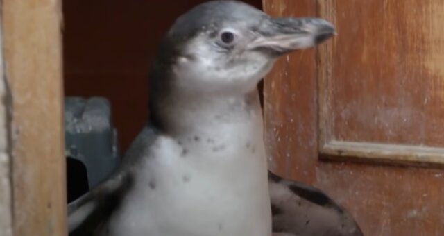 Pinguin. Quelle: Screenshot Youtube