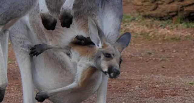 Känguru-Baby. Quelle: Screenshot Youtube