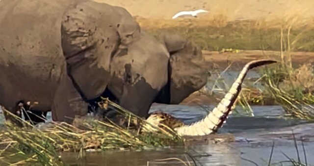 Elefantin kämpft gegen ein Krokodil. Quelle: Screenshot Youtube
