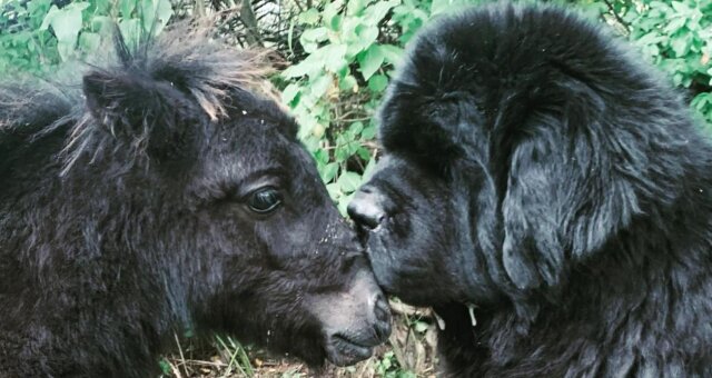 Pony Sutton und Hund Dom. Quelle: Instagram
