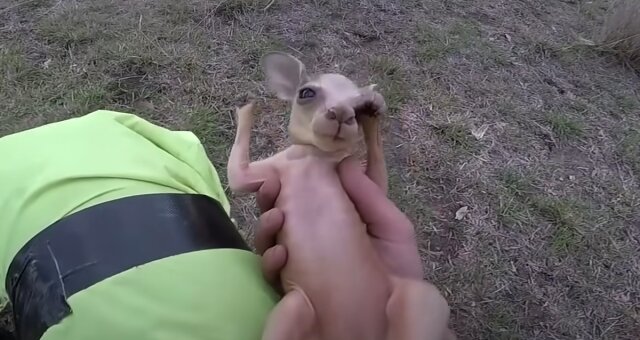 Känguru-Baby. Quelle: Screenshot Youtube
