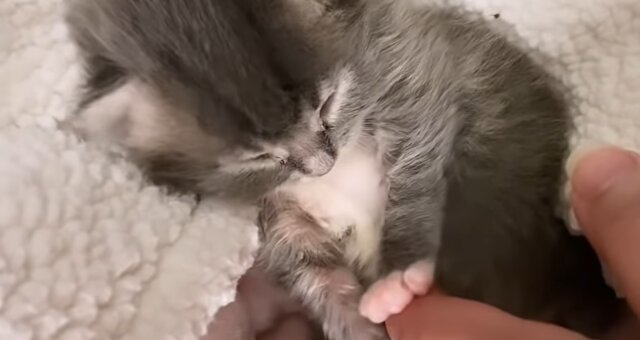 Kätzchen Clove. Quelle: Screenshot Youtube