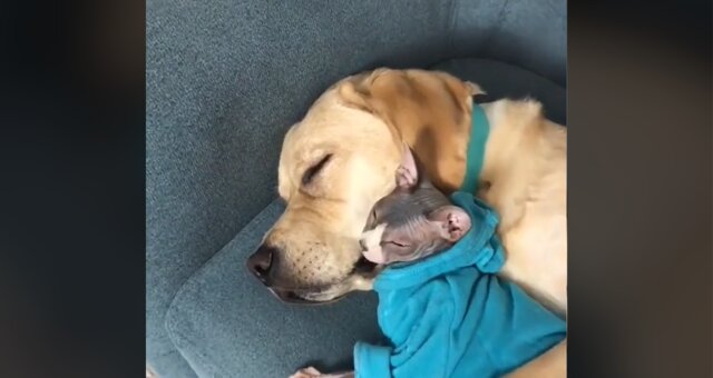 Labrador Deni und Sphynx Mani. Quelle: Screenshot Youtube