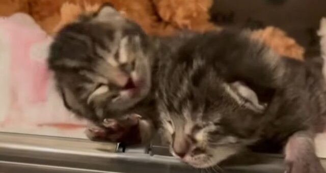 Kätzchen Monica und Chandler. Quelle: Screenshot Youtube