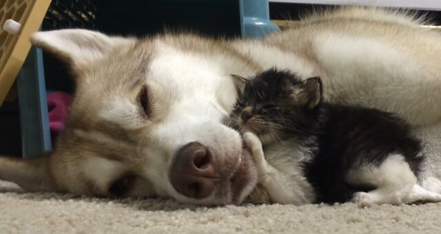 Husky Lilo und Kätzchen Rosie. Quelle: Screenshot Youtube