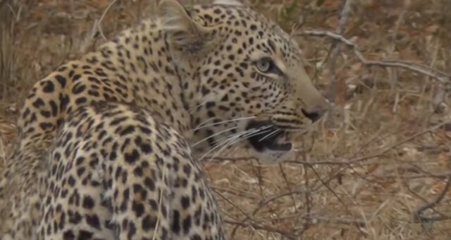 Leopard. Quelle: Youtube Screenshot