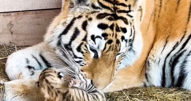 Tigerin und ihr Baby. Quelle: Screenshot Youtube