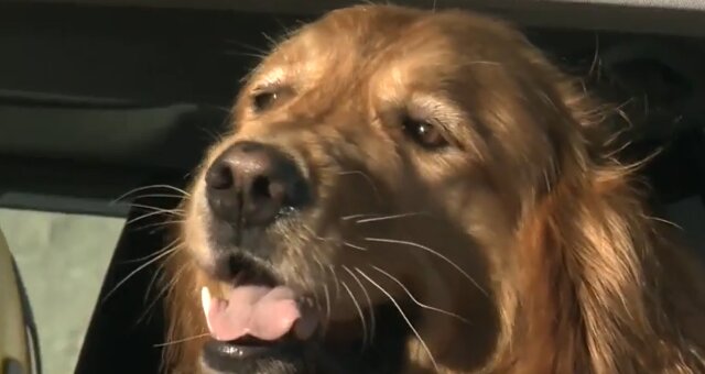Hund namens Duke. Quelle: Screenshot Youtube