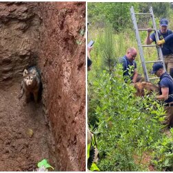 Passant organisierte Rettung eines in eine Grube gefallenen Hundes. Quelle: Screenshot Youtube