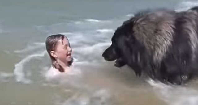 Hund eilte dem Mädchen zu Hilfe. Quelle: Screenshot Youtube