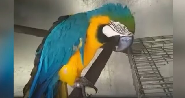 Papagei Max. Quelle: Screenshot Youtube