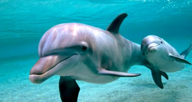 Delfinmutter und ihr Baby. Quelle: Screenshot Youtube