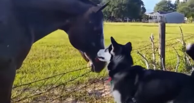 Pferd und Hund. Quelle: Screenshot Youtube