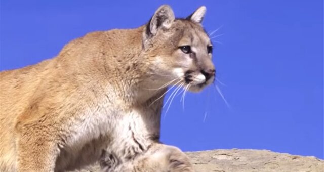Puma. Quelle: Screenshot Youtube