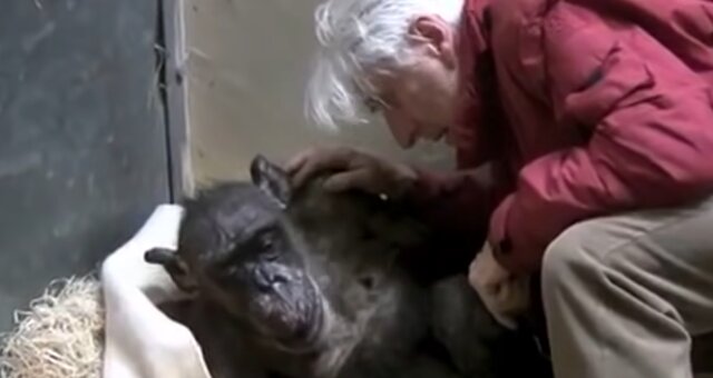 Schimpanse Mama und Jan van Hooff. Quelle: Screenshot Youtube