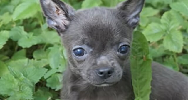 Chihuahua. Quelle: Screenshot Youtube