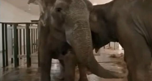 Elefanten. Quelle: Screenshot Youtube