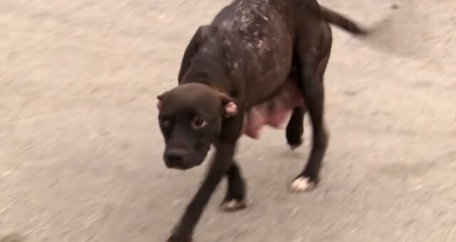 Hundenmutter. Quelle: Screenshot Youtube