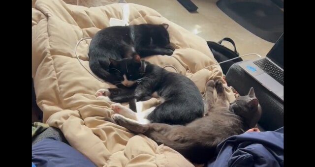 Kätzchen Sirius, James und Lupin. Quelle: Screenshot Youtube