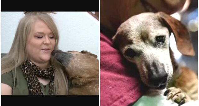 Lindsay nahm blinde Hunde auf. Quelle: Screenshot Youtube