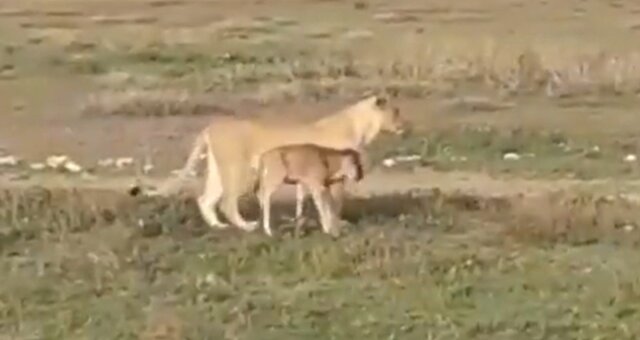 Löwin begleitet ein  Gnu-Baby. Quelle: Screenshot Youtube