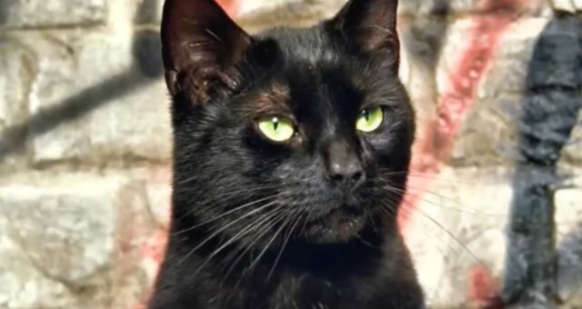 Schwarze Katze. Quelle: Screenshot Youtube