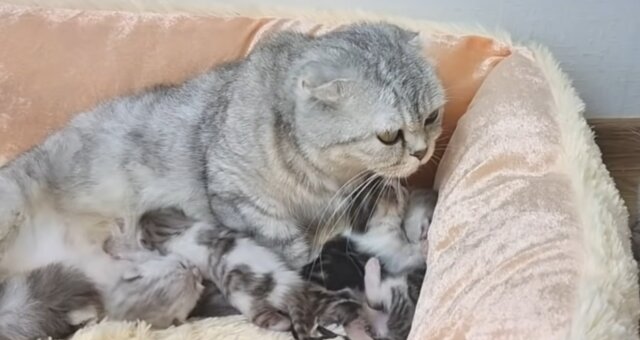 Katzenmutter und ihre Kätzchen. Quelle: Screenshot Youtube