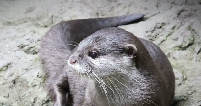 Otter. Quelle: Screenshot Youtube