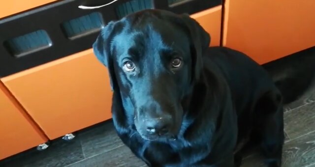 Schwarzer Labrador. Quelle: Screenshot Youtube