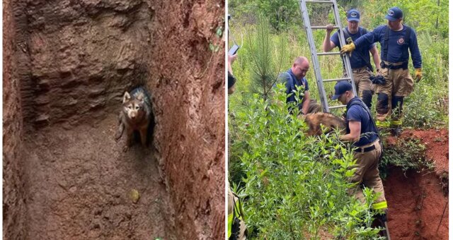 Passant organisierte Rettung eines in eine Grube gefallenen Hundes. Quelle: Screenshot Youtube