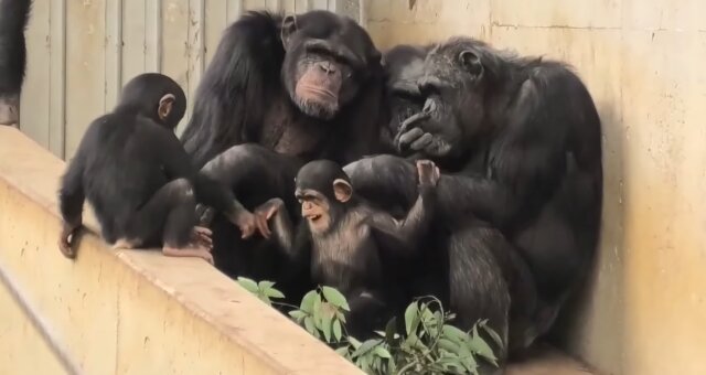 Schimpansen. Quelle: Screenshot Youtube