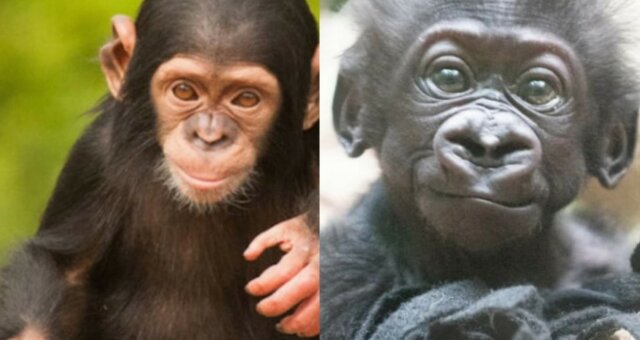 Schimpanse und Gorilla. Quelle: Screenshot