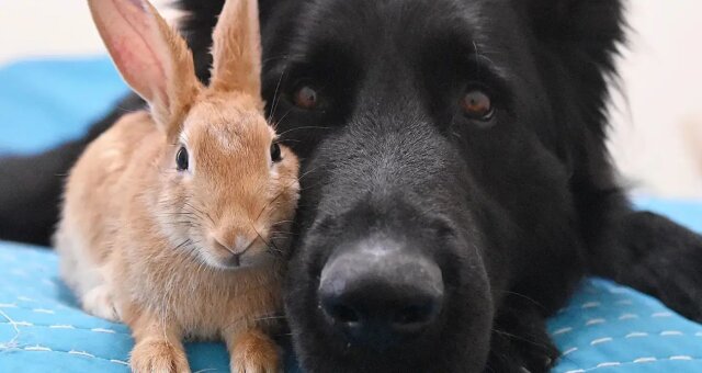 Schäferhund Nuka und Kaninchen. Quelle: Screenshot Youtube
