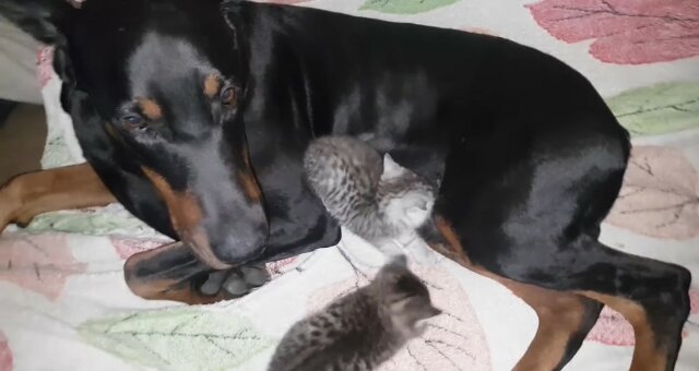 Dobermannhündin adoptierte Kätzchen. Quelle: Youtube Screenshot