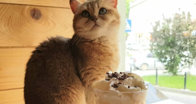 Cat Cafe Lviv. Quelle: Instagram
