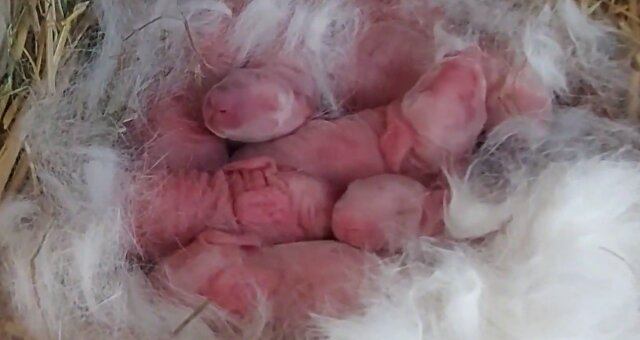 Neugeborene Tierchen. Quelle: Screenshot Youtube