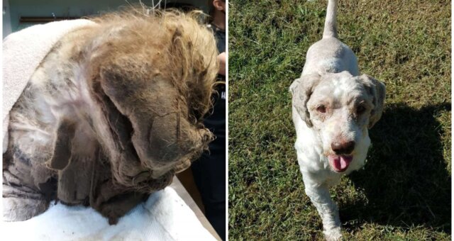 Hund vor und nach der Behandlung. Quelle: Screenshot Youtube