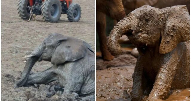 Elefantenmutter und ihr Baby steckten in einem Schlammloch fest. Quelle: Screenshot Youtube