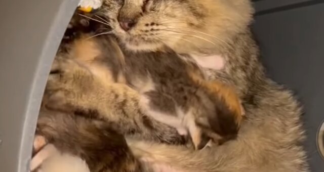 Katzenmama und ihre Kätzchen. Quelle: Screenshot Youtube
