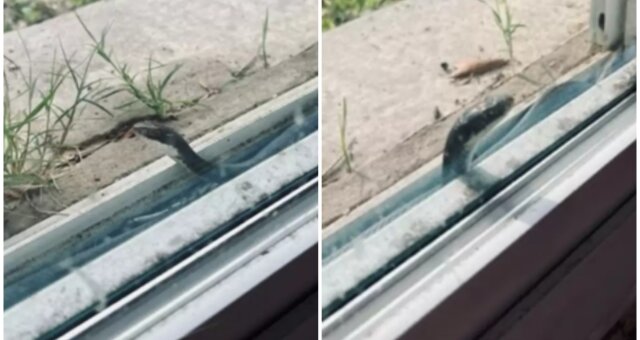 Schlange steckte in einem Fenster fest. Quelle: Screenshot Youtube