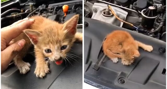 Kätzchen fuhr unter der Motorhaube des Autos. Quelle: Screenshot Youtube