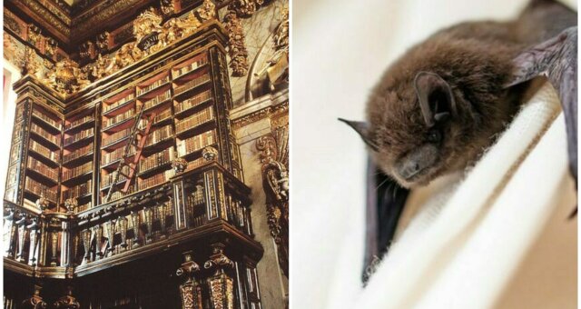 Fledermäuse leben in einer Bibliothek. Quelle: Screenshot Youtube